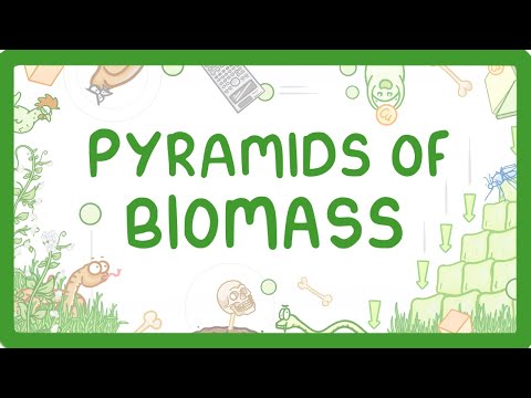 GCSE Biology - Pyramids of Biomass (2026/27 exams)