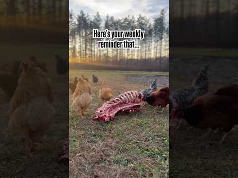 Chickens Aren’t Vegetarians