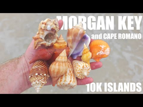 SHELLING days like THIS don't happen very often!