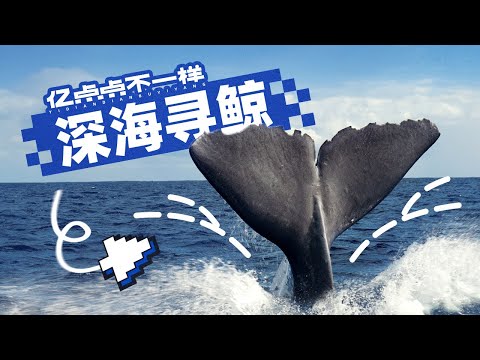 千 万 不 要 去 非 洲 拍 鲸 鱼