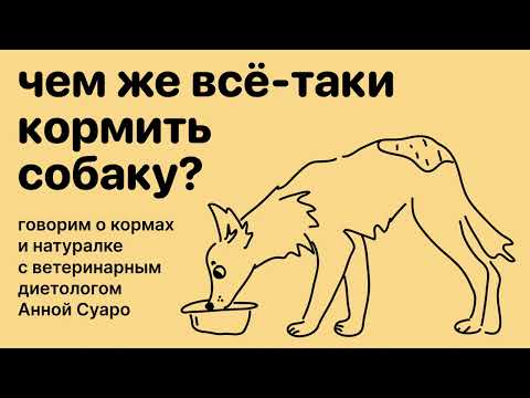 Сухой корм или натуралка? Разбираемся вместе с ветеринарным диетологом