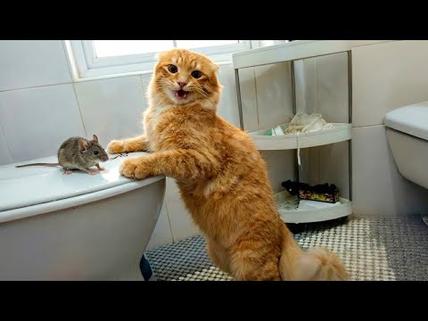 Funny animals will brighten your day instantly π
Best Funny Cats and Dogs Videos πΉπΆ