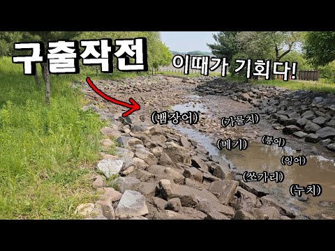 물 빠진 400미터 어도에서 대물 수백마리 구출작전!! 활어차 터진다...!!