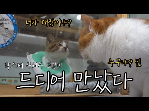 유리벽 사이로 마주친 수컷 상남자들의 이야기