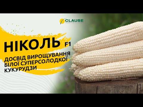 НІКОЛЬ F1: ДОСВІД ВИРОЩУВАННЯ БІЛОЇ СУПЕРСОЛОДКОЇ КУКУРУДЗИ