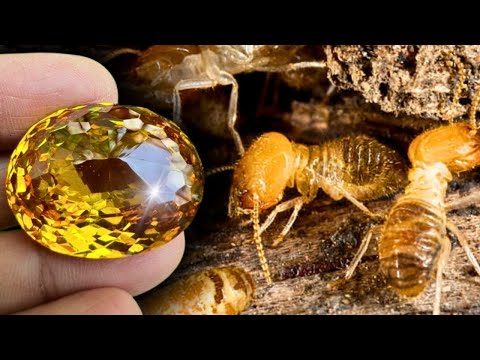 How Termites Can Guide You to Diamonds: Discover It Now!