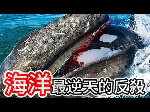 10個惹錯對手的動物反殺! 鹹水鱷和大白鯊到底誰更強? 第一名簡直就是巨無霸大戰!
