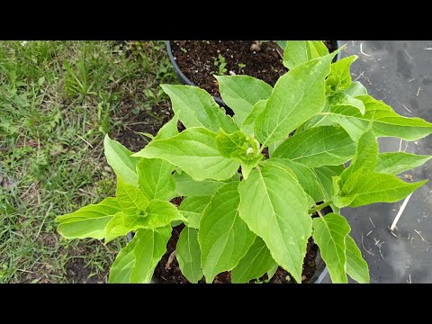 Нормировка и черенкование метельчатых гортензий. Мой метод.