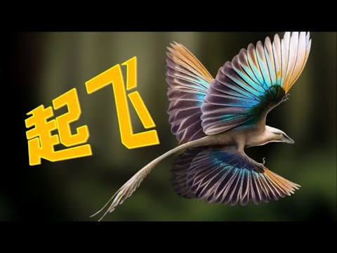 鸟类气动布局的演化：大自然如何缔造顶级飞控