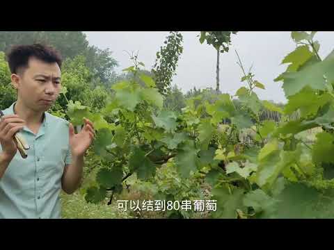 矮化葡萄树狂结80串葡萄,掌握这三个管理方法,增产增收很简单!