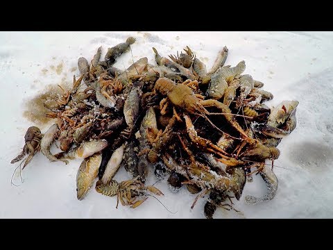 Зима! Ловля Раков на Китайские Гармошки! Закрытие Сезона 2019г!