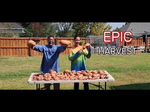 Harvesting MONSTER Sweet Potatoes!