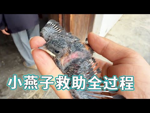 Today's video is a rescue video of a swallow  which records the whole process from being rescued to