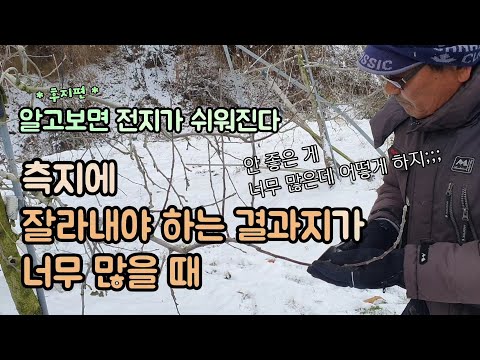 Apple Tree Pruning Techniques: Fuji Chapter 2