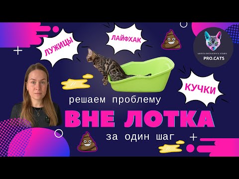 Кот ССЫТ И ГАДИТ где попало | Кошка не ходит в лоток | Решаем проблему за один шаг - ЛАЙФХАК