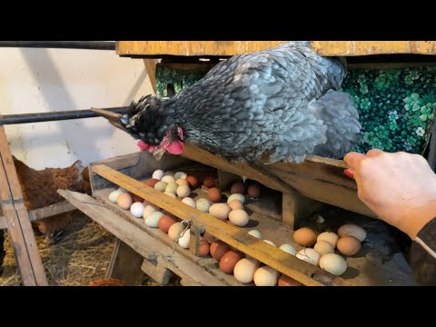 How to reduce feed costs for chickens — THIS DAY HAS COME