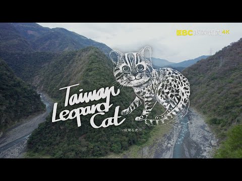 《地球的孤兒：台灣的精靈》台灣石虎：最強虎力計畫 4K HDR