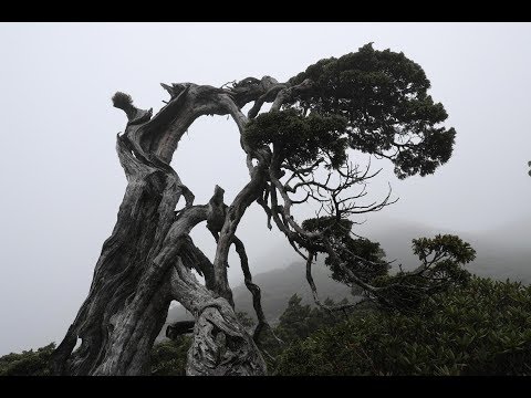 【海拔最高樹種】跟著溫度搬家｜台灣屋脊上的玉山圓柏 (我們的島 第913集 2017-07-03)