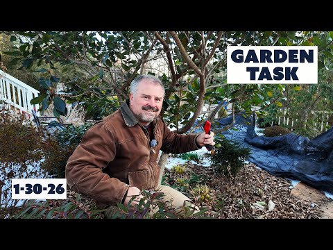 Jim’s Weekly Garden Game Plan - Groundcover Out!. Branches Removed, Birds in the Garden