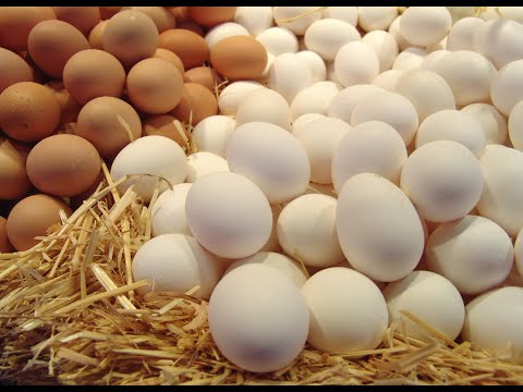 Вся правда о инкубационном яйце!! Как собрать, выбрать, хранить!! Купить яйца и не быть обманутым!!