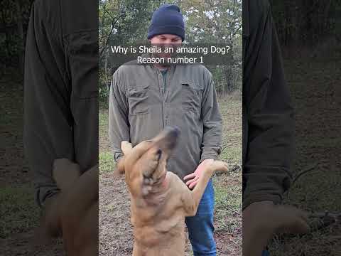 Making a video every day until Sheila finds her forever home. Reason # 1 #dog #adopt #rescue