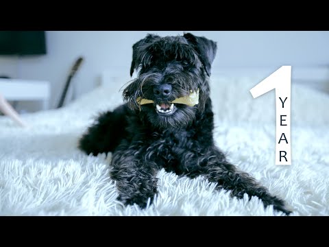 Цвергшнауцер 1 год