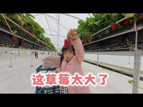 去草莓农场收获了好多草莓(新西兰 Harold Vlog 952)