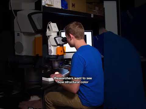 Why Are Morpho Butterflies Blue? | #DeepLook #Shorts