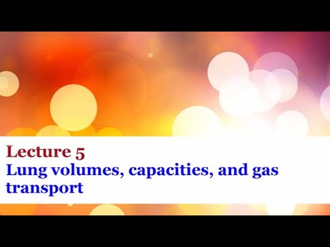 Lecture 5 - Lung volumes, capacity, and gas exchange
