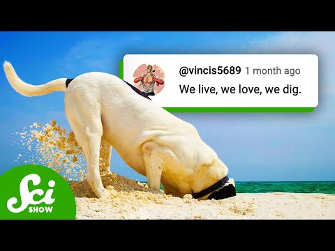 A Video About Digging A Hole | Compilation