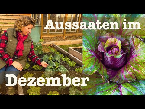 Sowing in December 🥬 What can be sown in December for the vegetable garden?