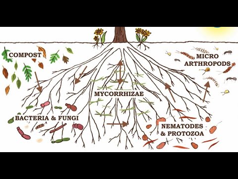 Огород без перекопки и пищевая сеть под землей