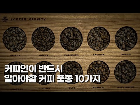 바리스타, 커피인이 반드시 알아야 할 커피 품종 10가지 | 커피, 커핑, 로스팅, 핸드드립, 강의
