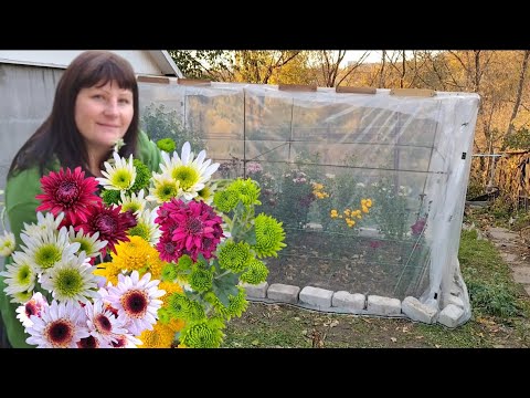Chrysanthemums from a bouquet! How to grow them yourself! Flowering/cutting.