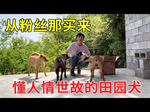 A rural dog which knows human nature was bought back with 100 yuan and became friends with Da Huang