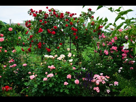 ADR. Розы со знаком качества.