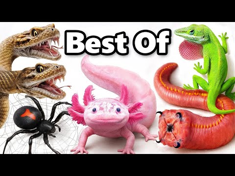 My Best Pets of 2025 (so far)