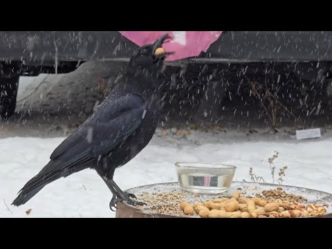 SquirreloVision! -10, light snow Everybody shows but the woodpecker. Can hear it but can't see it