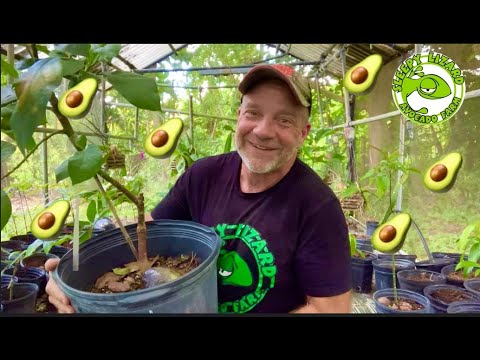 How to Grow Avocados in a Pot