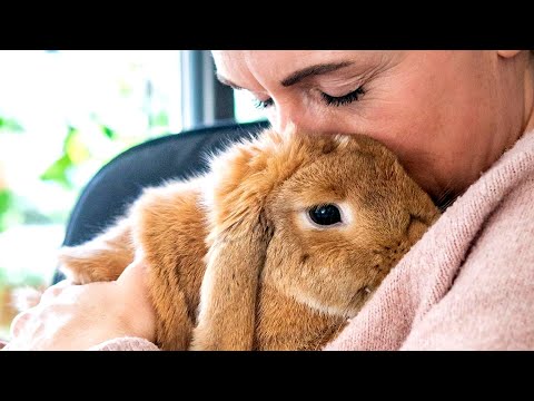 Kids got bored of this bunny. So she lost her family.