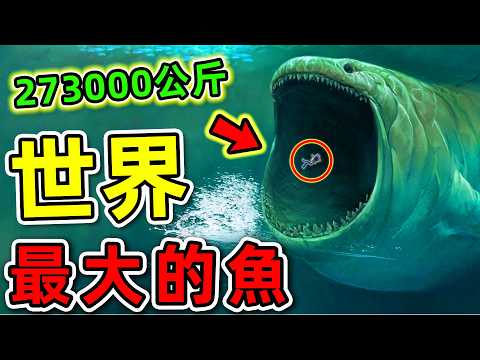 全世界最大的10條鯨魚！虎鯨只排第10，第一名體長100英呎，重273000公斤，把鯊魚當食物吃。|#世界之最top #世界之最 #出類拔萃 #腦洞大開 #top10 #最大的魚 #最大鯨魚