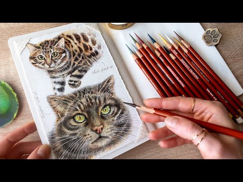 Drawing with 12 Derwent colored pencils ✍🏼Wild Cats