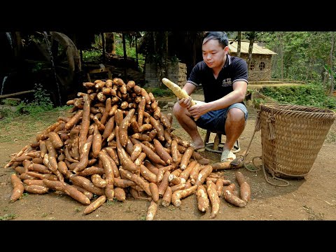 PRIMITIVE SKILLS; Harvesting process & Preserve cassava in a traditional, long-term way