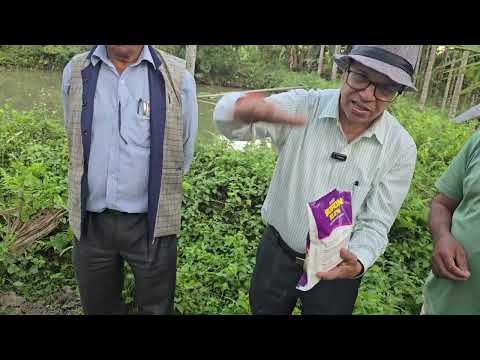 Proper method to apply manures in arecanut 