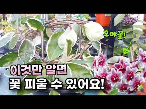 호야 키우기 꽃 피우는 방법은? / 호야를 키운다면 꼭 알고 있어야 할 관리법 /잎꽂이/ 수형 잡는법