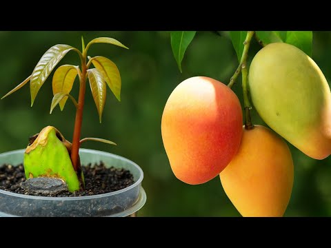 🥭 How to Grow Mango from Seed Quickly and Easily