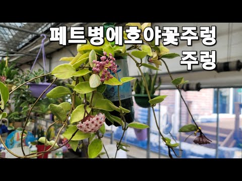 긴사이다페트병에호야분갈이방법