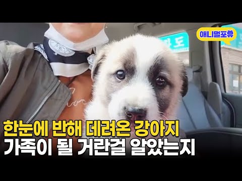 한눈에 반해 데려온 개, 새 주인 보자마자 반응 I KBS 동물극장 단짝 230311 방송