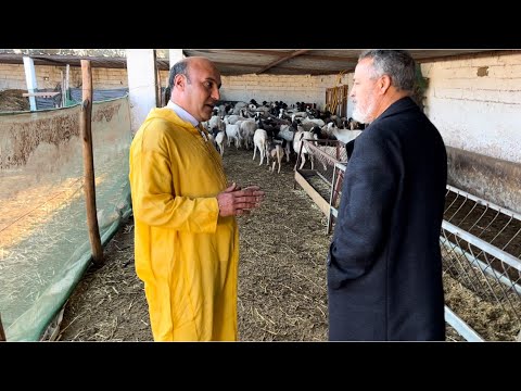 إذا اراد المستتر الربح السريع في تربية الأغنام 🐑 عليه بسلالة الدمان وهدا خير مثال مباشرة من دكالة