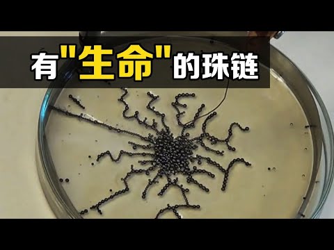 不可思议的钢珠实验，往盘子里通上高压电，有趣的现象发生了